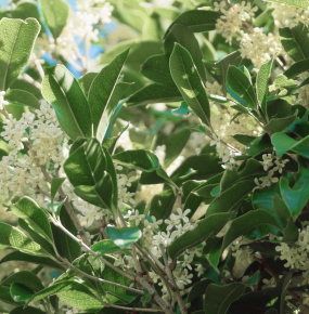 キンモクセイ(金木犀)とギンモクセイ(銀木犀)、ウスギモクセイ(薄黄木犀)との違い・特徴