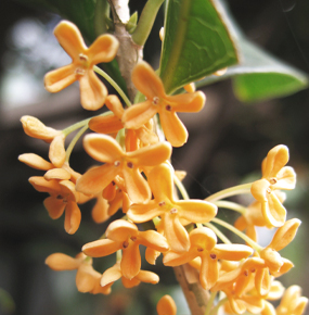 キンモクセイ(金木犀)とギンモクセイ(銀木犀)、ウスギモクセイ(薄黄木犀)との違い・花の特徴