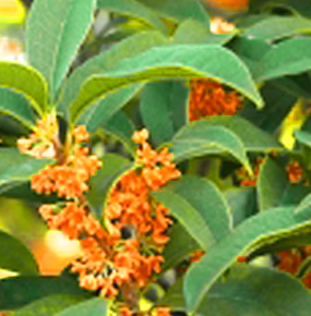 モクセイ(銀木犀)、ウスギモクセイ(薄黄木犀)との違い・香りの特徴