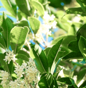 モクセイ(銀木犀)、ウスギモクセイ(薄黄木犀)との違い・香りの特徴