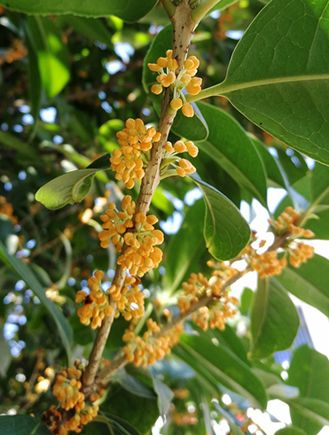 金木犀(キンモクセイ)の花・芽吹き時期