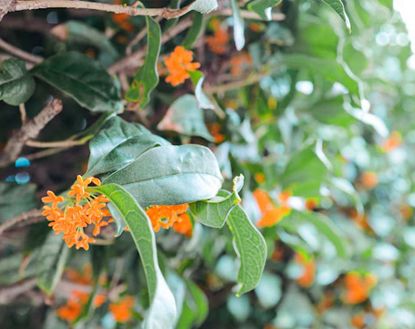 キンモクセイ(金木犀)は雌雄異株