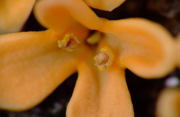 キンモクセイ(金木犀)の花