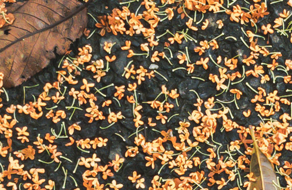 キンモクセイ(金木犀)の特徴・花が散ったあとの地面