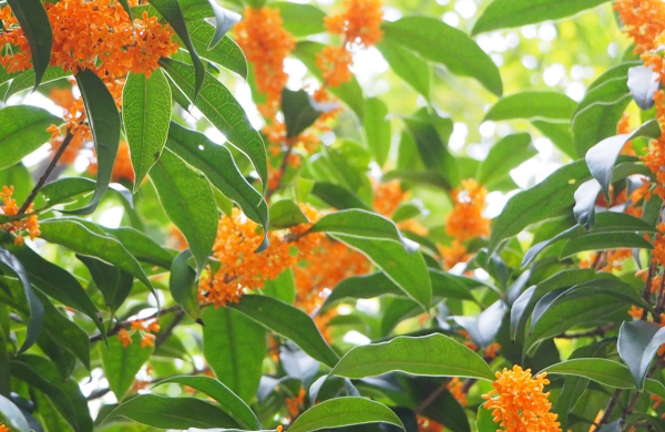 キンモクセイ(金木犀)の枝