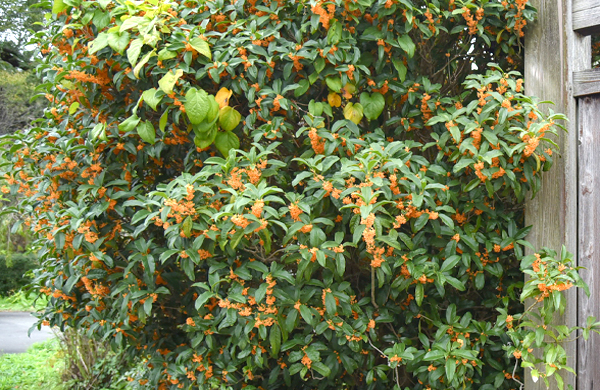 金木犀(キンモクセイ)の植栽・剪定・手入れ(山崎造園・兵庫県宍粟市)