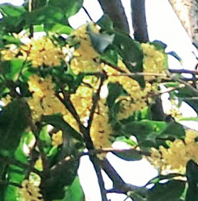 キンモクセイ(金木犀)とギンモクセイ(銀木犀)、ウスギモクセイ(薄黄木犀)との違い・特徴