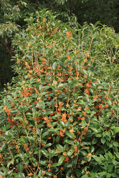 キンモクセイ(金木犀)の二度咲き・剪定(山崎造園・兵庫県宍粟市)