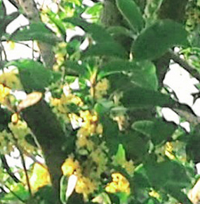 モクセイ(銀木犀)、ウスギモクセイ(薄黄木犀)との違い・香りの特徴