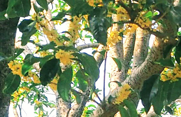 ウスギモクセイ(薄黄木犀)の植栽・剪定