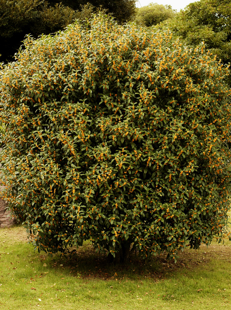 キンモクセイの樹形:楕円形(球形)