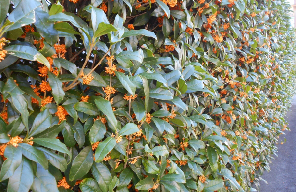 キンモクセイ(金木犀)の生垣