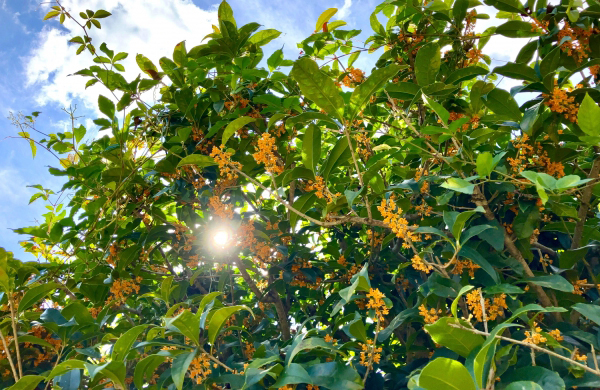 地植え(庭植え)で育てるキンモクセイ(金木犀)