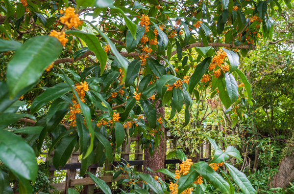 金木犀がある庭・景観づくり・植栽・剪定(山崎造園・兵庫県宍粟市)
