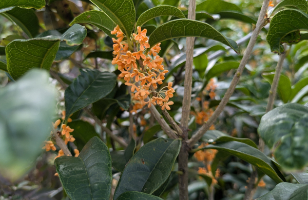 キンモクセイ(金木犀)の手入れ・剪定(山崎造園・兵庫県宍粟市)