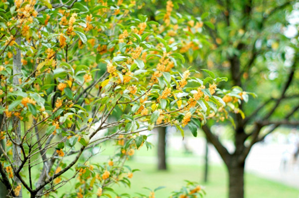 金木犀(キンモクセイ)の植栽・剪定(山崎造園・兵庫県宍粟市)
