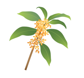 香りの違い【香り:強め】キンモクセイ(金木犀)