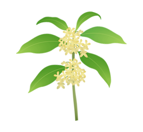 香りの違い【香り:優しめ】ウスギモクセイ(薄黄木犀)