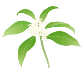 香りの違い【香り:ほのか】ギンモクセイ(銀木犀)