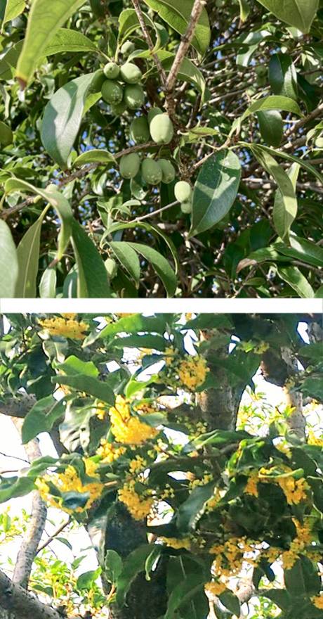 ウスギモクセイ(薄黄木犀)の果実・樹形・花