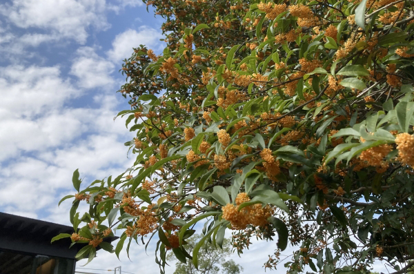 地植え(庭植え)で育てるキンモクセイ(金木犀)
