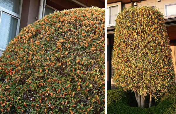 キンモクセイの樹形:円筒形(円柱形)