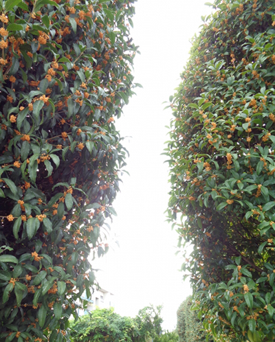 キンモクセイ(金木犀)通り