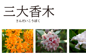 キンモクセイ(金木犀)の三大香木と四大香木の樹木