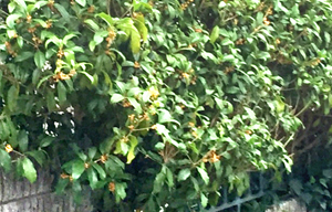 芯止めしているキンモクセイ(金木犀)の生垣