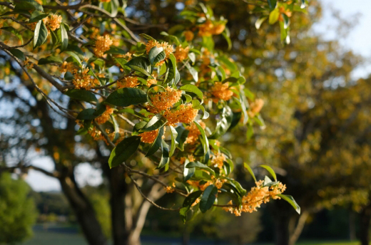 キンモクセイの植栽・剪定・手入れ(山崎造園・兵庫県宍粟市)