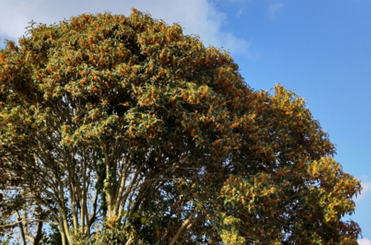キンモクセイの植栽・剪定・手入れ(山崎造園・兵庫県宍粟市)