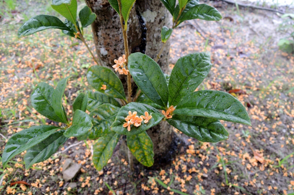 金木犀(キンモクセイ)の植栽・剪定(山崎造園・兵庫県宍粟市)