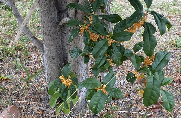 キンモクセイ(金木犀)の株元