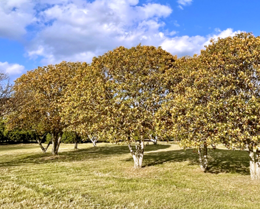 キンモクセイ(金木犀)の樹形
