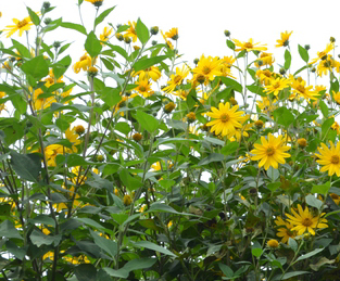 宿根ひまわり レモンクイーン