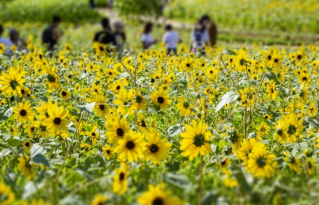 ミニひまわり畑