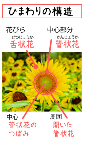 ひまわりの構造