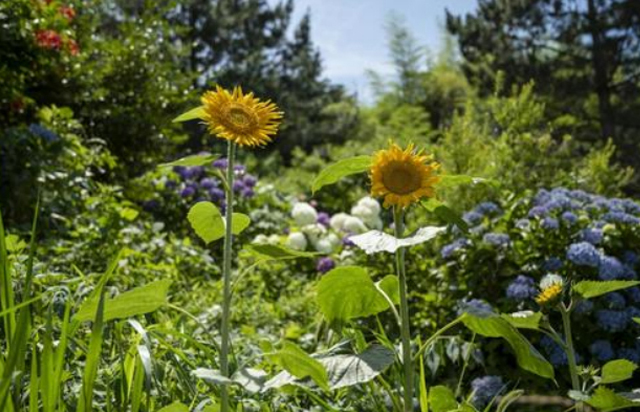 夏花壇のヒマワリ
