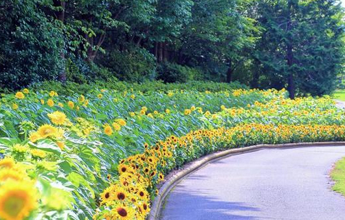 ひまわり花壇