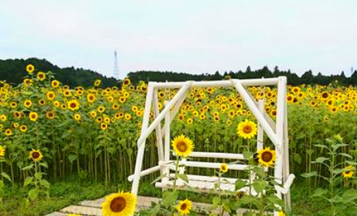 花が小振りのミニひまわり畑