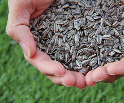 ミニひまわりの種を収穫