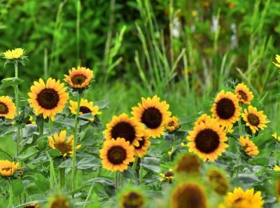ミニひまわりの開花