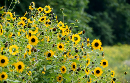 夏花壇の栽培・植栽・庭工事(山崎造園・兵庫県宍粟市)