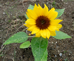 ミニヒマワリ 小夏