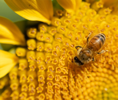 ヒマワリの花の構造