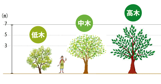 樹木の高さ小高木(山崎造園・宍粟市)