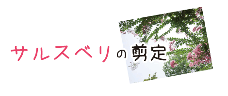 サルスベリ(百日紅)の剪定・2度切り(山崎造園)