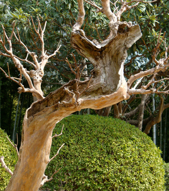 木に出来た空洞は腐れ、切る?