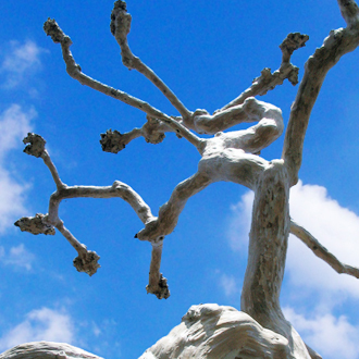 サルスベリの瘤仕立て(山崎造園)