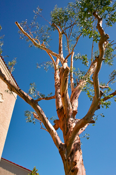 さるすべりの剪定(山崎造園)